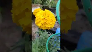 Thumbnail: #shorts Crackerjack marigold/ African marigold