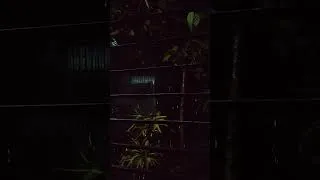 Thumbnail: টিনের চালে বৃষ্টির শব্দটা অসাধারণ ❤️#rain #viralvideo #ভাইরাল #shortvideo