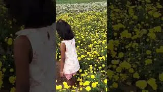 Thumbnail: Little Angel Play Time | Fun Time In Chrysanthemum Fields | #shorts