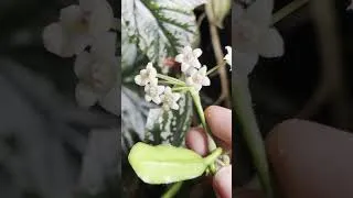 Thumbnail: My Hoya rotundiflora flowered for the first time ✨🌸 #houseplants #hoya  #hoyaflower