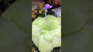 Thumbnail: Pinguicula flower 🌸  #plants #pinguicula