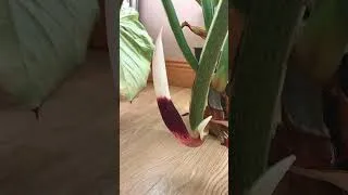 Thumbnail: Philodendron plowmanii flowered indoors ✨  #philodendron  #inflorescence