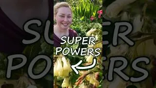 Thumbnail: A Plant That Stops Weeds And Fertilizes Fruits & Flowers!