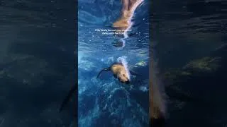 Thumbnail: FREEDIVING IN BAJA CALIFORNIA- SEA OF CORTEZ 👀🦭