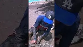 Thumbnail: Giant Mud Crab Found While Hiding