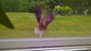 Thumbnail: Jumping Baby Fieldfare #shorts