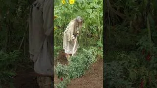 Thumbnail: How weeds became crops.  #history #indigenous #agriculture #nativeamerican