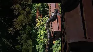 Thumbnail: "Giant Snake Slithers Into Abandoned Train!" #wildlife #snakediscovery #shorts #giantanimal