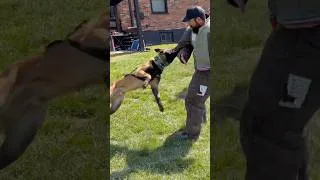 Thumbnail: Playing w/ Malinois 🕺🏻⚔️🇫🇷 #frenchring #malinois