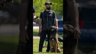 Thumbnail: French Ring Competition w/ my Malinois Big Fred 🇫🇷⚔️🇺🇸