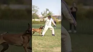 Thumbnail: Flee Attack 🇫🇷⚔️🐕 #FrenchRing