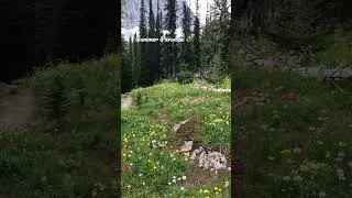 Thumbnail: Summer paradise 💐 #cozy #mountainscalling #cottagecore