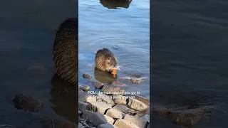 Thumbnail: Yes I know this is a nutria not a beaver (bober) 🦫 SZCZUUURZEEEE