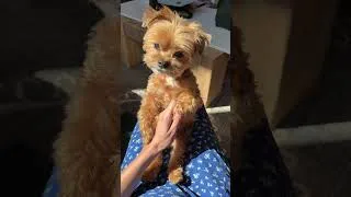 Thumbnail: My dog sits like a human 🐶 #cutedog #furbaby #fyp #morkiesoftiktok #morkiepuppy