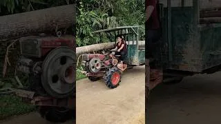 Thumbnail: Girl driving agricultural vehicle transporting giant tree #congnong #agriculture #wood
