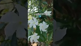 Thumbnail: A day in a Village 🍀🌻 #villagelife #aninditavlogs