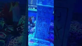 Thumbnail: BEAUTIFUL UNDERSEA
