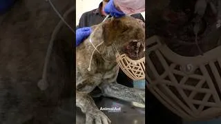 Thumbnail: We couldn’t save his eye, but we did save his life!