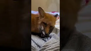 Thumbnail: A Day in the Life of My Pet Fox 🦊❤️ #fox #petfox #animals #cute #viral