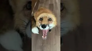 Thumbnail: Fox Has SO Much to Say! 😂🦊 #fox #cuteanimals #petfox #funnyfox #shorts
