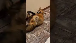 Thumbnail: You Won’t Believe How This Fox Lives at Home! 🦊❤️ #fox #cute #shorts #viral #animals