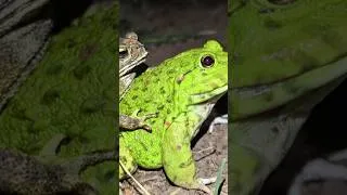 Thumbnail: Green Big frog and toad make funny, Funny frog and toad boing boing #shorts  #frog