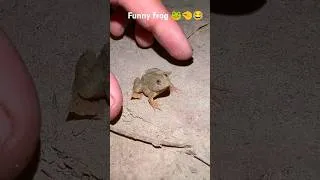Thumbnail: catch frogs funny to laugh #frog #animals #toad #nature #wildlife #viralvideo #funny #fly #catching