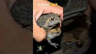 Thumbnail: catch frogs funny #3 #funny #funnyfrog #animals #catching #viral