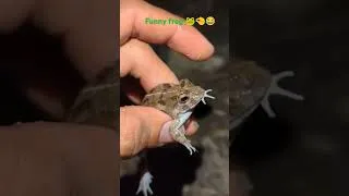 Thumbnail: Catch frog funny #catching #frog #funny #funnyfrog #viral