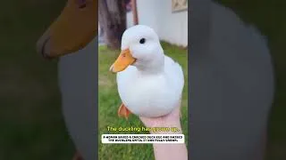Thumbnail: The broken duck egg was saved. #duck #rescue  #lovestory