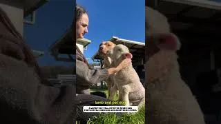 Thumbnail: A lamb that fell into the water was rescued by a man.#lamb #rescue  #lovestory