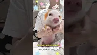 Thumbnail: The piglet fell off the vehicle on the road.#piglet #rescue #animals #lovestory