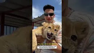 Thumbnail: The lion cub fell into the lake, and then...#lion #rescue #lovestory