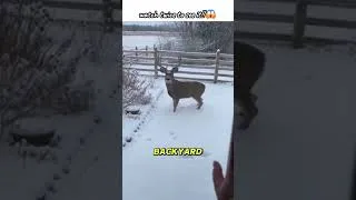 Thumbnail: I thought he was just lost... until I saw this! 🦌💔😱 #shorts #deer #wildlife