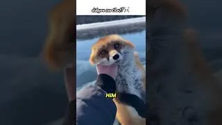 Thumbnail: I saved him but then i notice something😱.... #shorts #fox #rescue