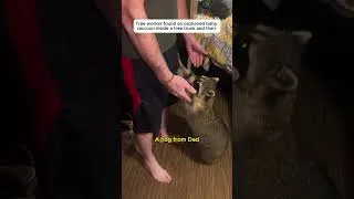 Thumbnail: Adopting a Homeless Raccoon #raccoon #rescue #wildlife #animal #lovestory #cute #animalfriendship