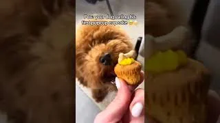 Thumbnail: HOW AN HOMELESS DOG WAS RESCUED...# #animals #wildliferescue#dog