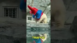 Thumbnail: 6 OCCASION WHEN ANIMAL DO THE UNEXPECTED... #animals#wildlife #wildliferescue#facts
