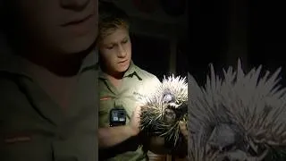 Thumbnail: Robert Irwin RESCUES Trapped Echidna | Crikey! It's the Irwins | Animal Planet
