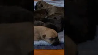 Thumbnail: Puppy MELTDOWN When Mom Leaves! | Too Cute! | Animal Planet