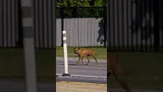 Thumbnail: Dog RUNS Across HIGHWAY During Rescue | Pit Bulls and Parolees | Animal Planet