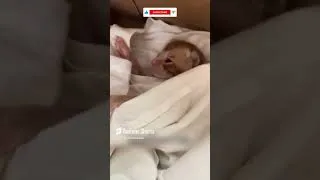 Thumbnail: Cat Rescued from Danger, Heartwarming Life-Saving Moment