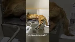 Thumbnail: Dog with Giant Tumor Gets Rescued - Inspiring Transformation Journey #rescuedogs   #saveanimals