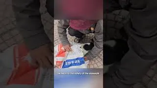 Thumbnail: Kind Stranger Rescues Dog Trapped in Sack - Incredible Journey Back to Its Pack #rescuedogs