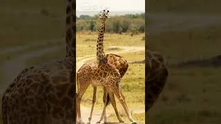 Thumbnail: two giraffes playing with each other #shorts #4kwildlife #animals  #africananimals4k #wildanimals