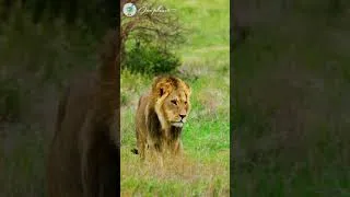 Thumbnail: The lion is walking in the grassland  #4kwildlife #animals #wildlife