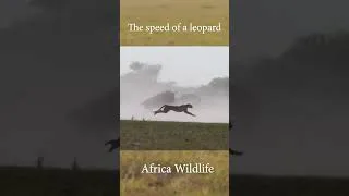 Thumbnail: leopard hunt #shorts #animals #africa  #4kwildlife #africananimals4k