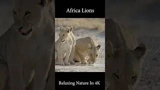 Thumbnail: The lions drink water