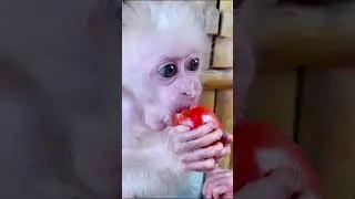 Thumbnail: Monkey Obi eats fruit with the duckling #cute #babymonkey #monkey #funny #animals #baby #animation