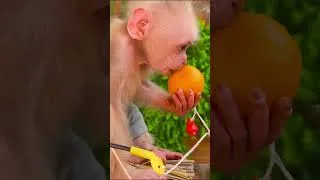 Thumbnail: Monkey Obi takes the puppy's fruit P2  #animalshome #cute #obi #monkey #funny #animals #cutebaby